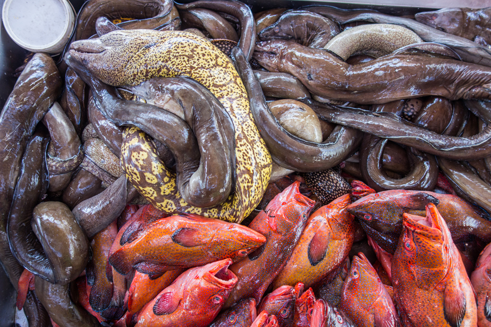 C'est encore ensommeillés que nous longeons la marina de Mindelo, depuis l'hôtel, avant d'arriver au marché au poisson, derrière un bâtiment que je trouve étrange de voir là. Mais le redoublement d'étonnement arrive une fois à l'intérieur : des murènes!!! Voilà bien une chose à laquelle je ne m'attendais pas. Réveil!